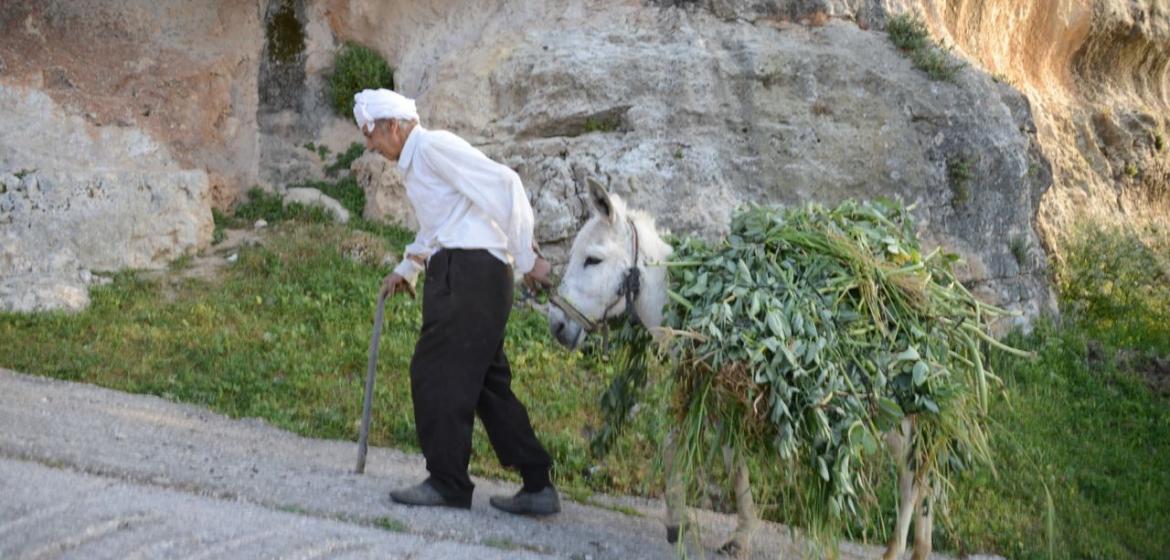 Ein Landwirt bei der Arbeit in Battir. Foto: Tobias Pietsch