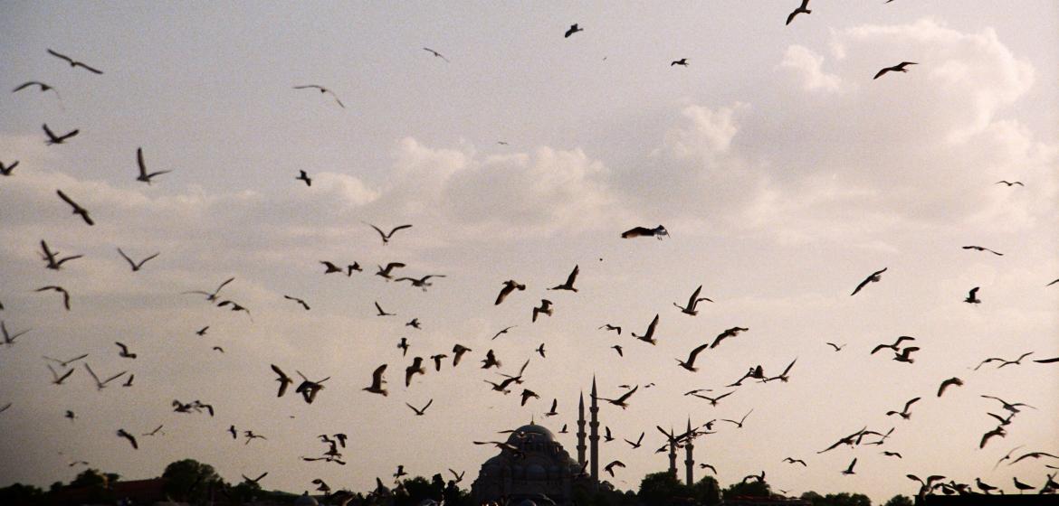 Die vielen Möwen Istanbuls, im Hintergrund das Goldene Horn. Foto: Barış Pekçağlıyan