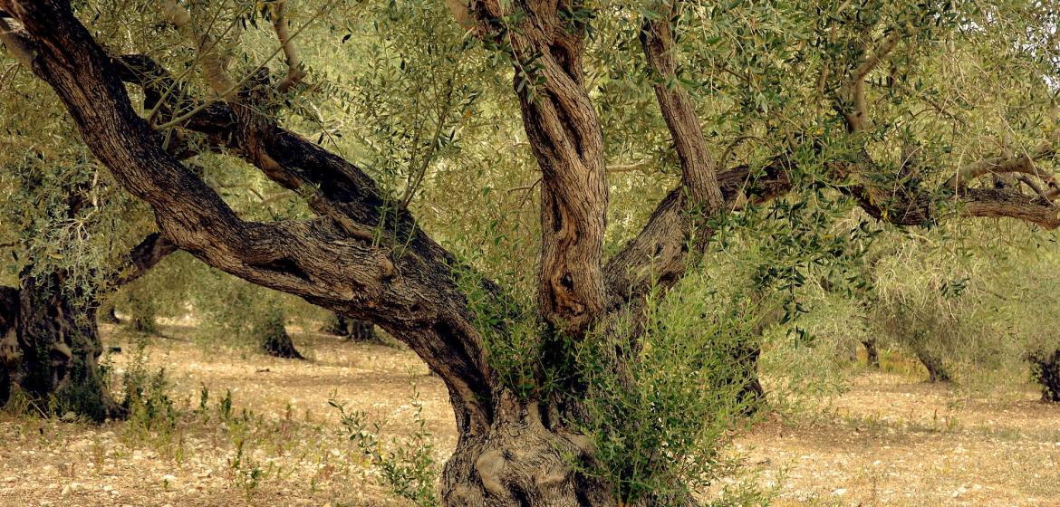 Der Olivenbaum als Symbol der Verwurzelung. Photo: pixabay