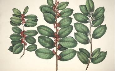 Das Blatt des Mate-Tees, aus dessen Aufguss das traditionelle Getränk zubereitet wird. Foto: Wikimedia Commons