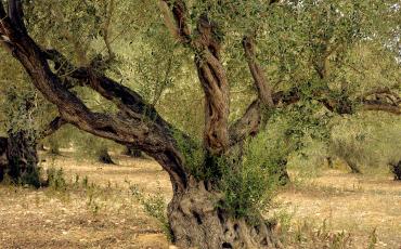 Der Olivenbaum als Symbol der Verwurzelung. Photo: pixabay